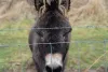 Donkey